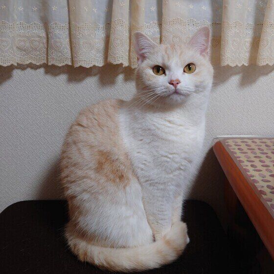 見つめるマンチカン