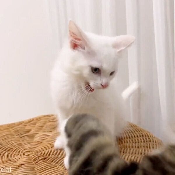 怒りの表情を浮かべるマオくん