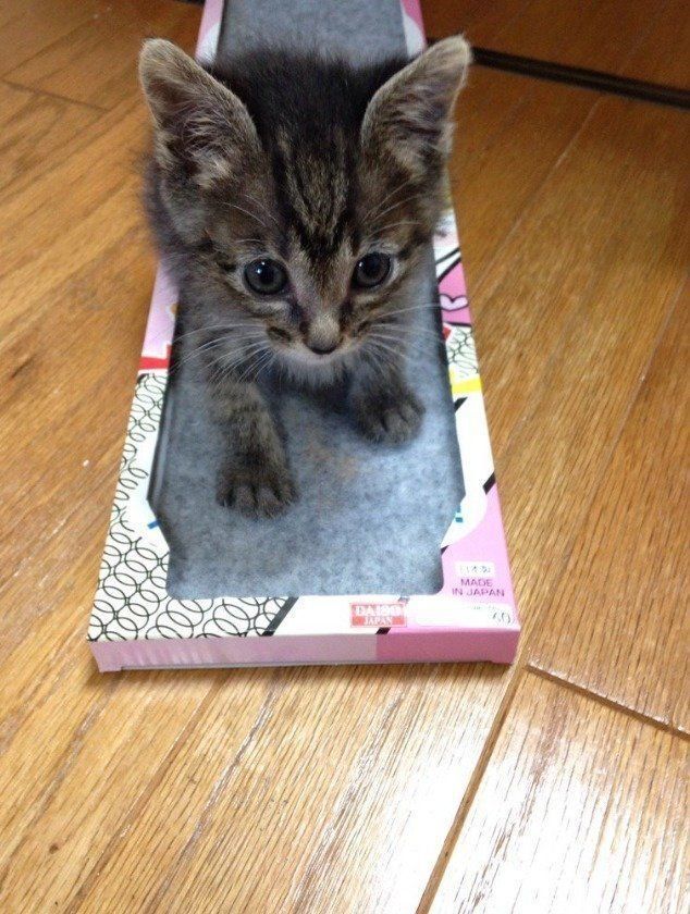 爪を研ぐ渚ちゃん