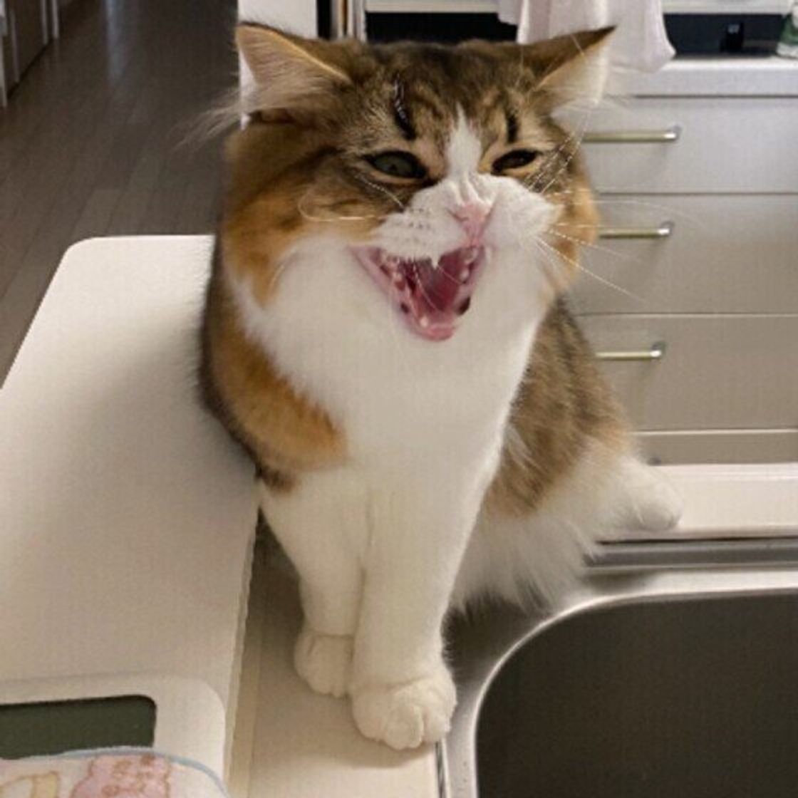 猫が嫌いな人に対してする 怒りの鳴き声 やってはいけないng行為 ねこのきもちweb Magazine 猫が嫌いな人に対してする 怒りの鳴き声 やってはいけないng行為 ねこのきもちweb Magazine