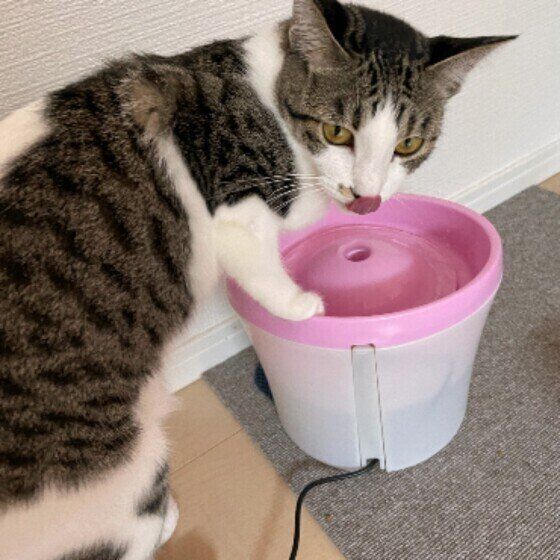 サバトラ猫のきなこちゃん