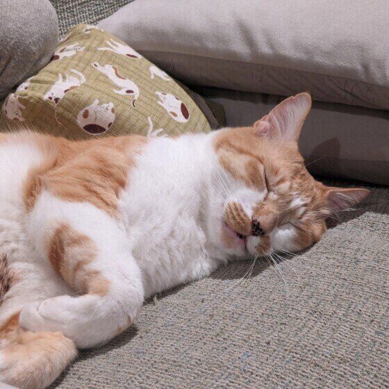 眠る猫