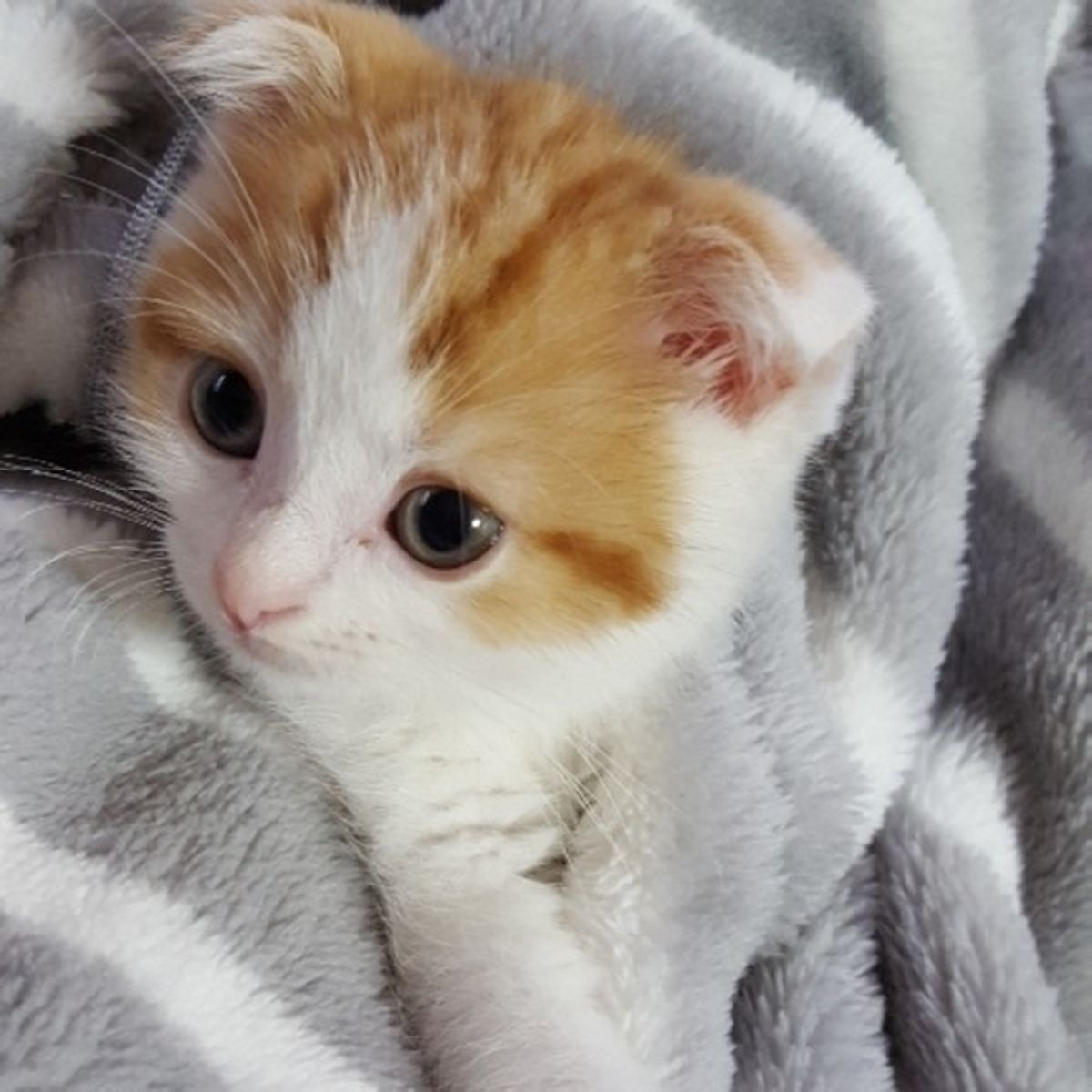 愛猫の仕草を見逃さないで その症状はアレルギーの兆候かも ねこのきもちweb Magazine 愛猫の仕草を見逃さないで その症状はアレルギーの兆候かも ねこのきもちweb Magazine