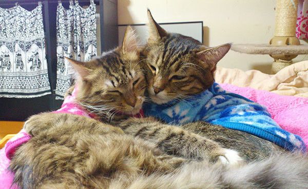 仲良しな猫