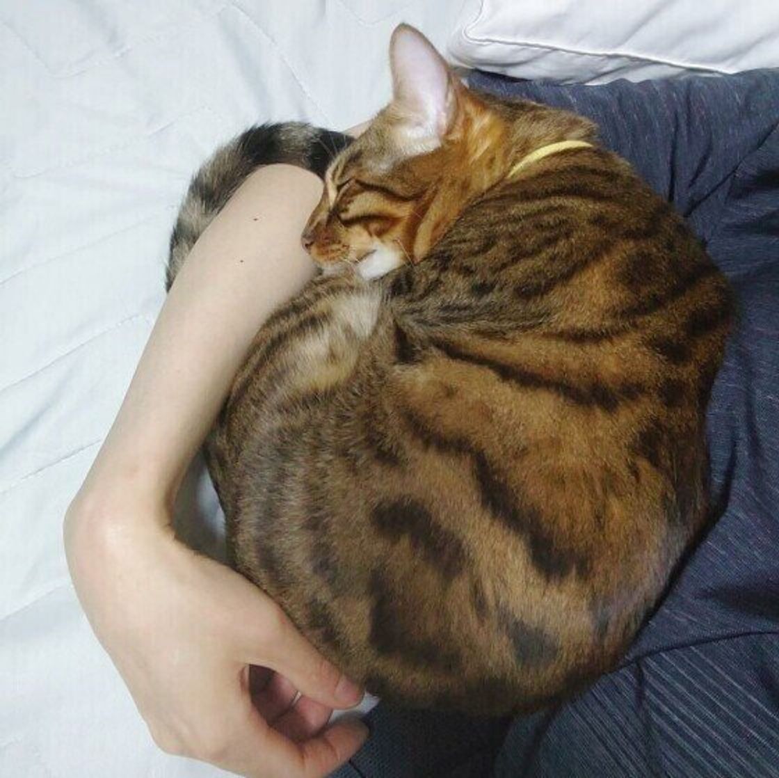 猫が寝る場所でわかる猫の気分 猫がますます愛おしくなる心理は ねこのきもちweb Magazine 猫が寝る場所でわかる猫の気分 猫がますます愛おしくなる心理は ねこのきもちweb Magazine