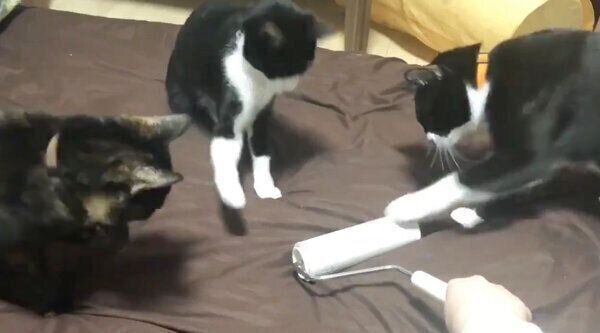 「コロコロ」にパンチする猫