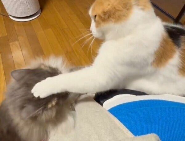 こしあんくんとバトルするみたらしちゃん