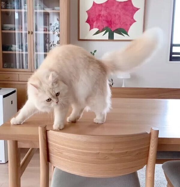 「やんのかステップ」をするむぎちゃん