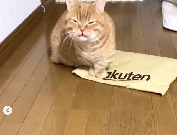 「クサ顔」をするうにちゃん