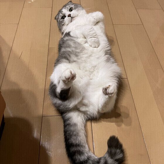 スコティッシュフォールドのわさびくん 