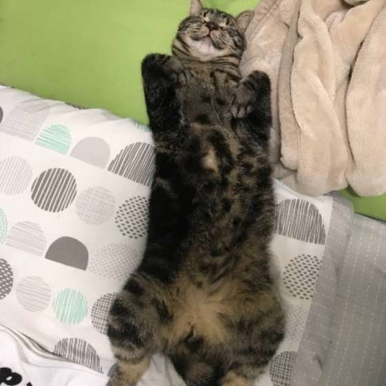 おへそ丸出し 飼い猫たちが無防備に 一直線寝 をする理由 ねこのきもちweb Magazine