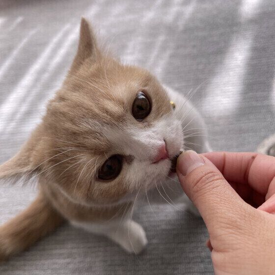 ブリティッシュショートヘアのふくまるちゃん