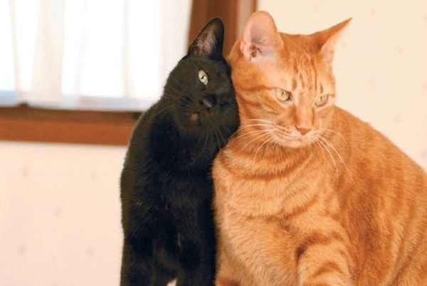 猫のスリスリ行動とは