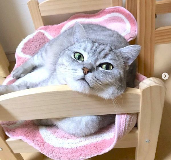 顎を乗せるセルカークレックス