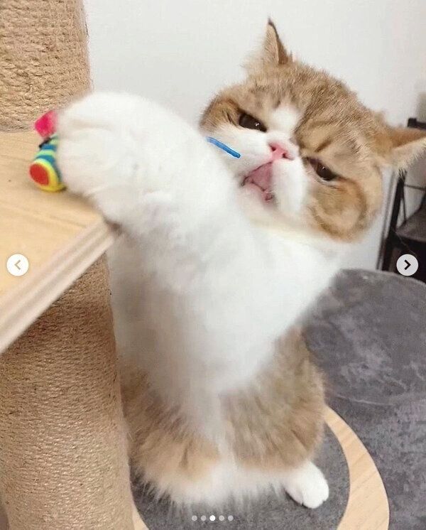 遊ぶよもぎくん