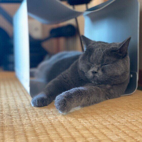 眠るブリティッシュショートヘア