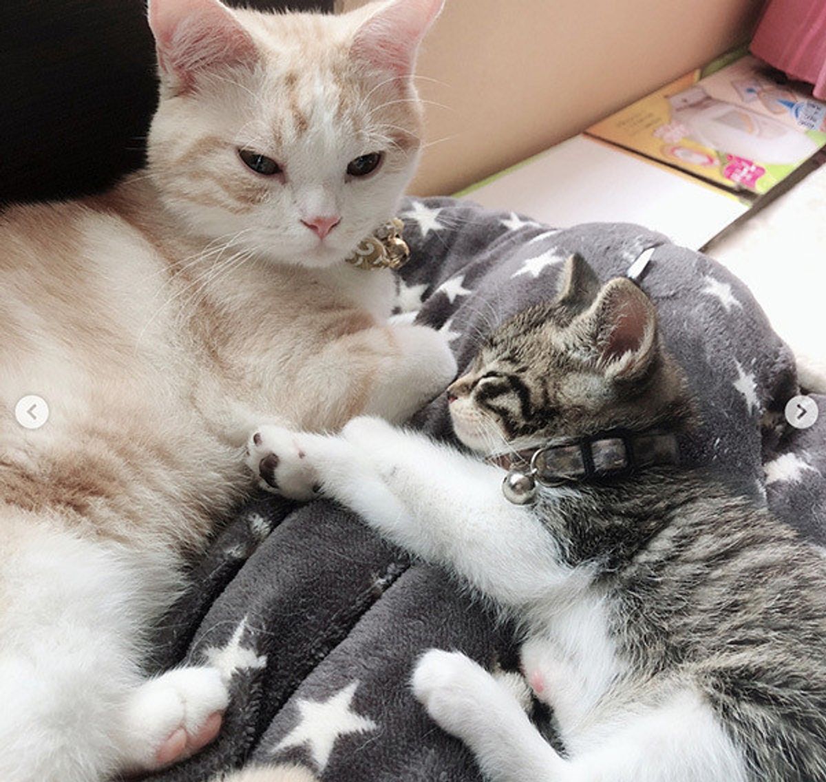 もしもあの日 あの道を通っていなければ ミントちゃんとの運命的な出会い ねこのきもちweb Magazine もしもあの日 あの道を通っていなければ ミントちゃんとの運命的な出会い ねこのきもちweb Magazine