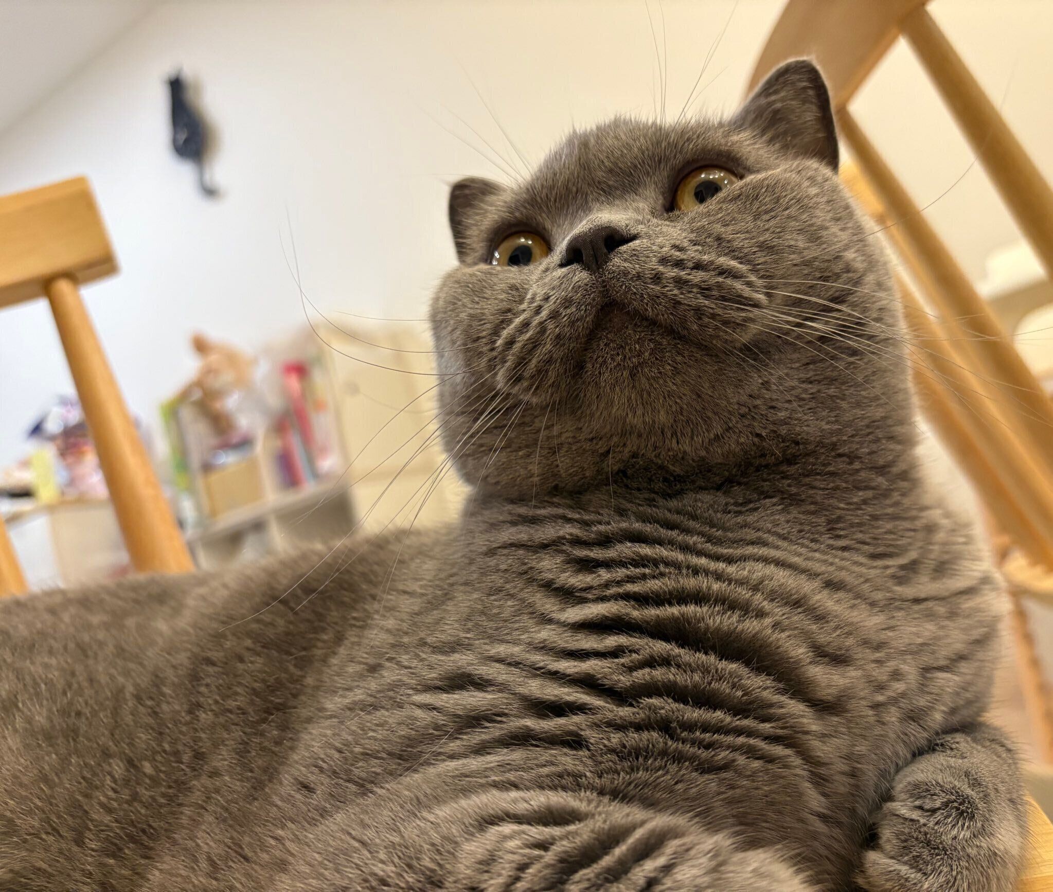 まったりするおはぎくん