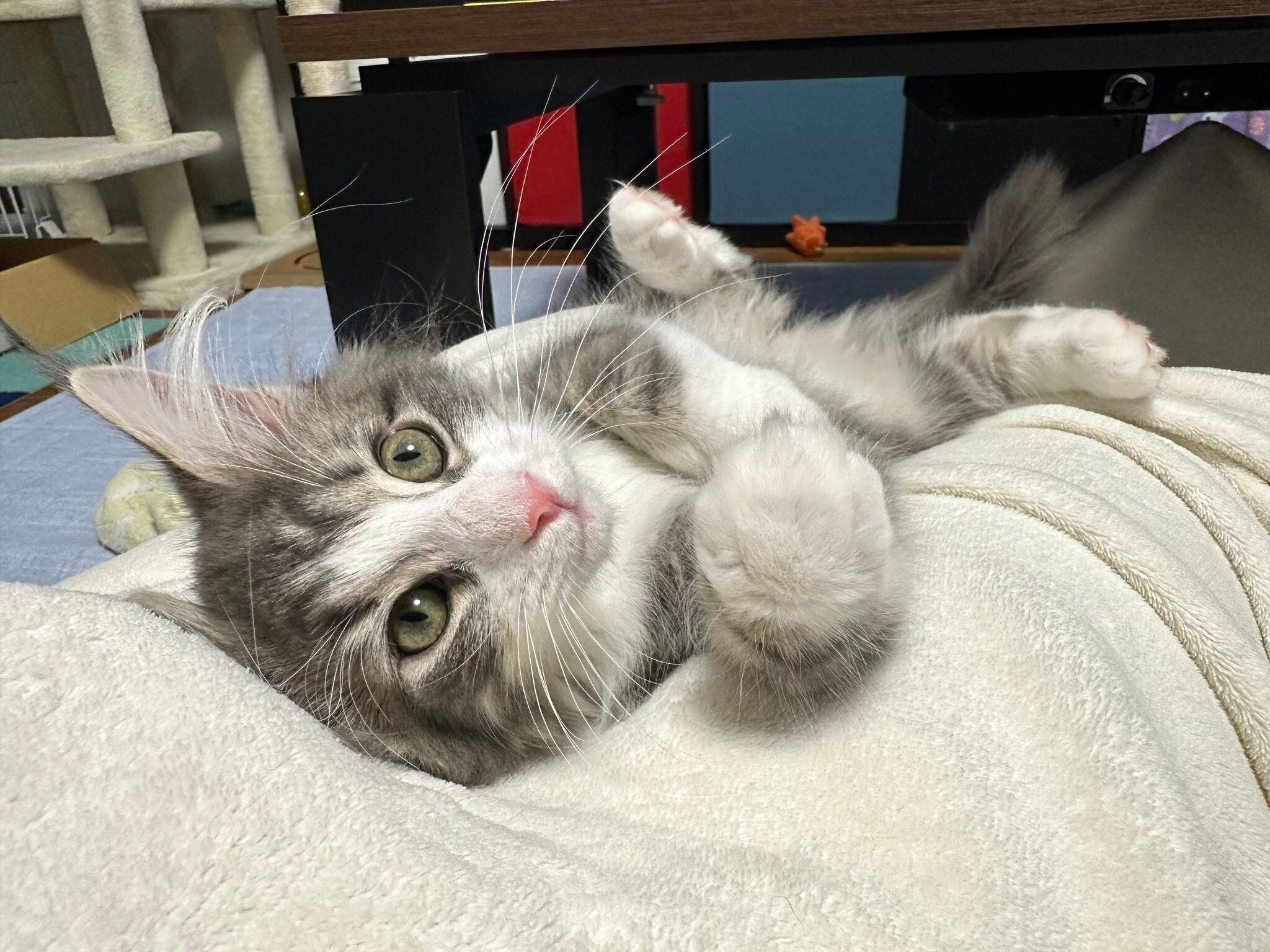 甘えるクレくん