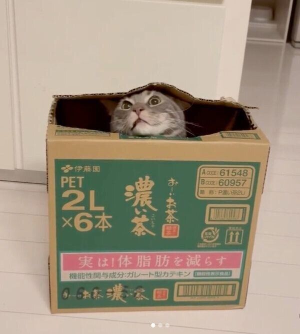 ダンボール箱の中に入るヨルくん