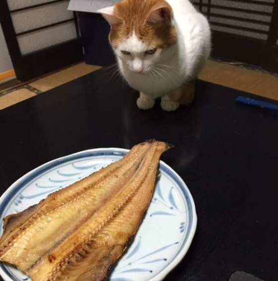 MIXにけちゃん　食べ物