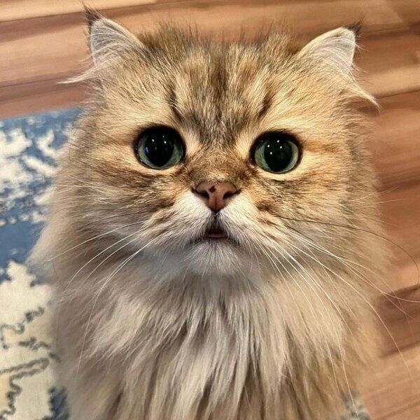 まんまるもふもふなけだまくん