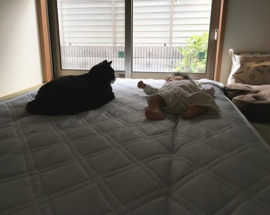 妹に歩み寄るクロリーニョ（オス）