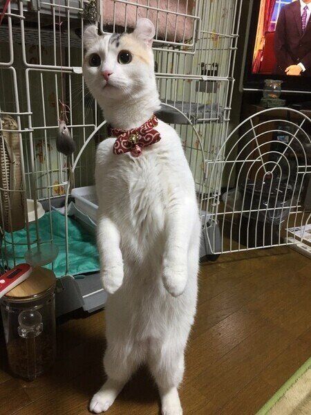 首を伸ばす赤いリボンをしたジジちゃん