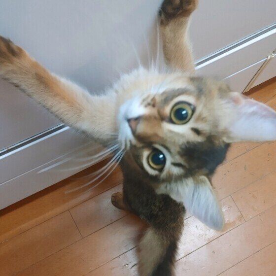 ソマリ　おねだり