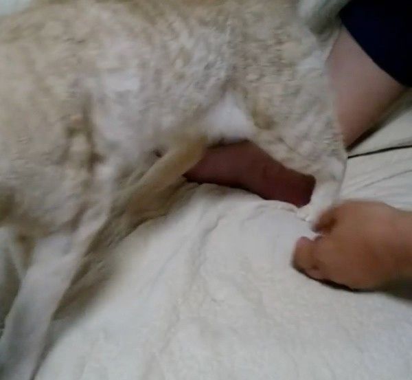 爪切りが嫌いな猫