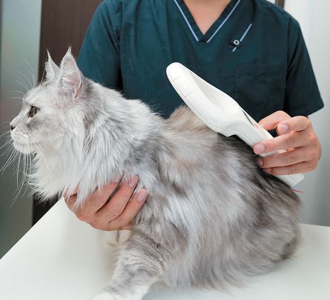 すでに装着されていないか確認を受ける猫