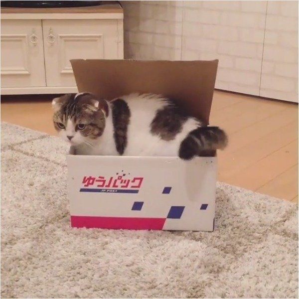 スコティッシュフォールド