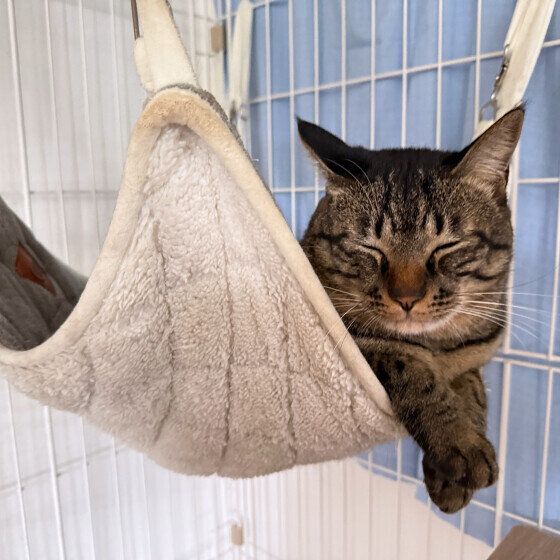 昼寝するキジトラ猫