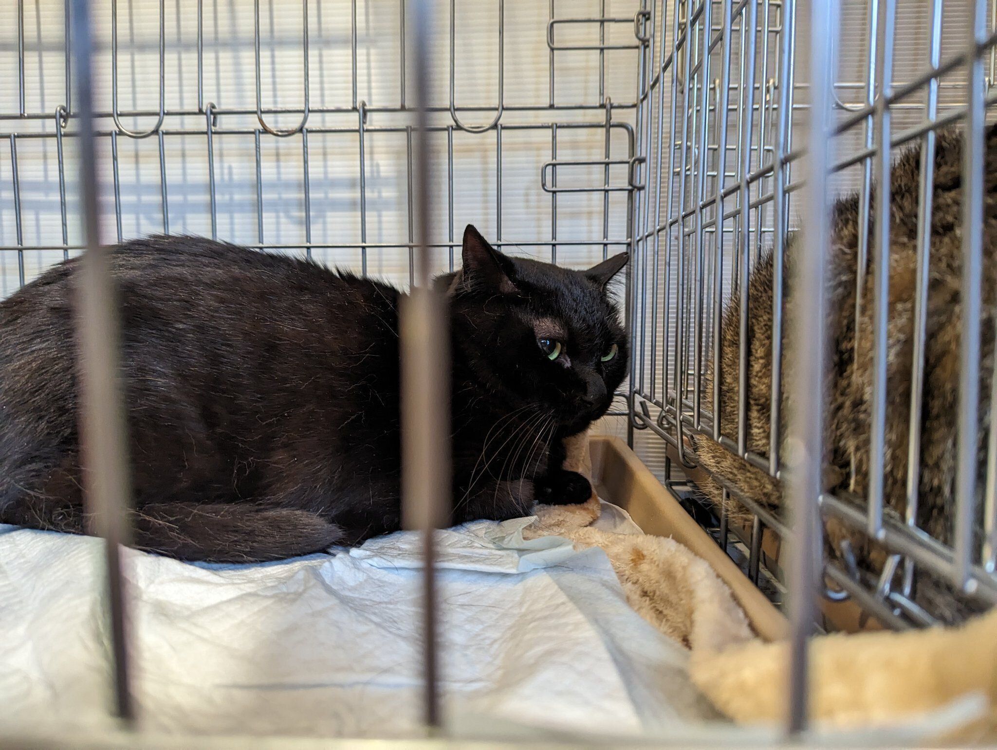 譲渡会でのリリちゃん