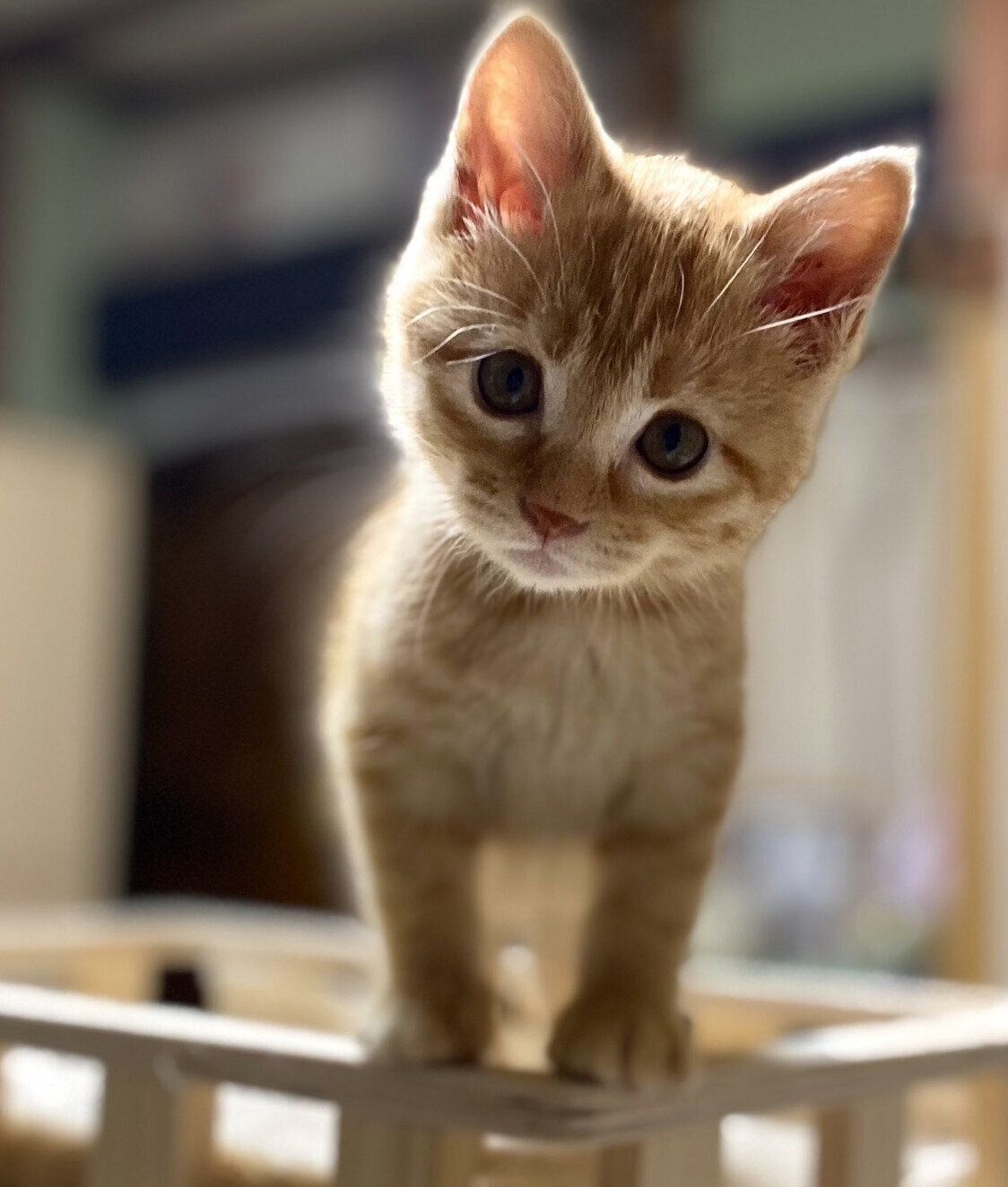 子猫時代のつぶちゃん