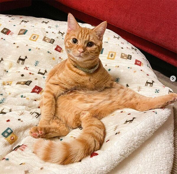 座り方が可愛いサクくん