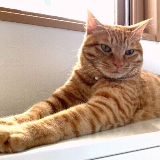 窓際の茶トラ猫