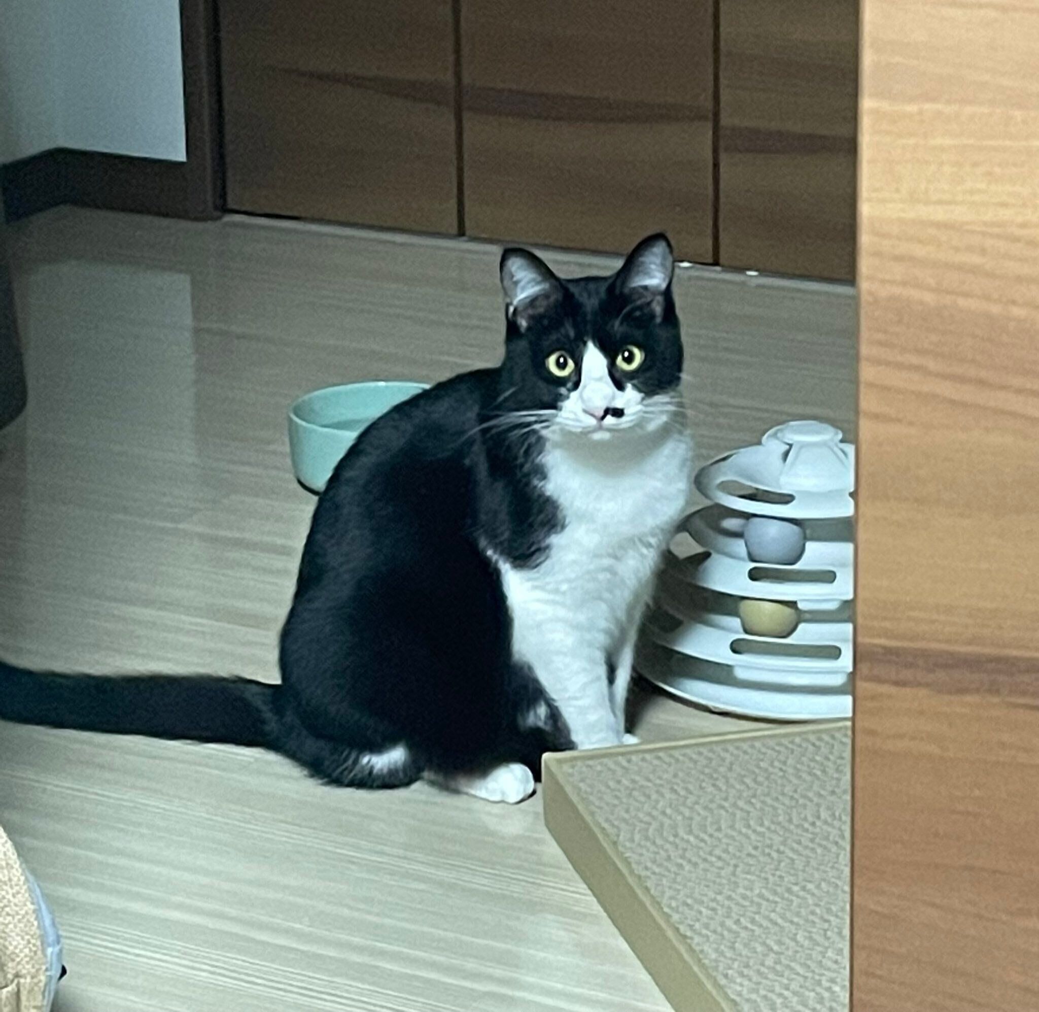 お迎え数日後の生後8カ月の猫