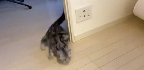 絶妙なコーナリングをするアビーちゃん