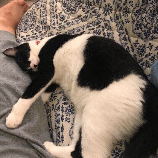 ちよ  MIX黒×白飼い主の足に頭突き