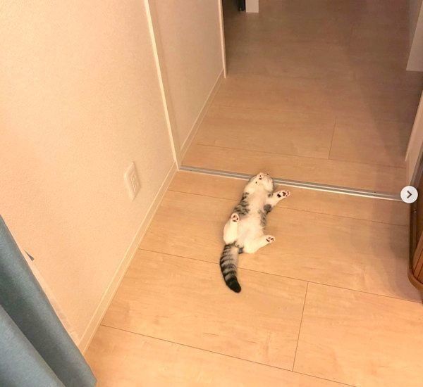 ヘソ天するマンチカン