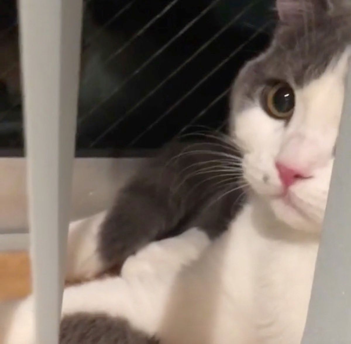 かわいい 妖精 を発見 ひょこっと顔を出すニャンコに胸キュン ねこのきもちweb Magazine かわいい 妖精 を発見 ひょこっと顔を出すニャンコに胸キュン ねこのきもちweb Magazine