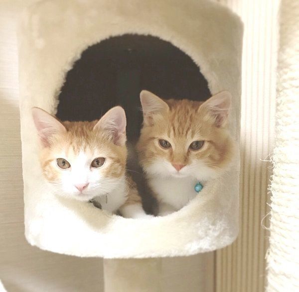 元保護猫・うりちゃんといくらちゃん