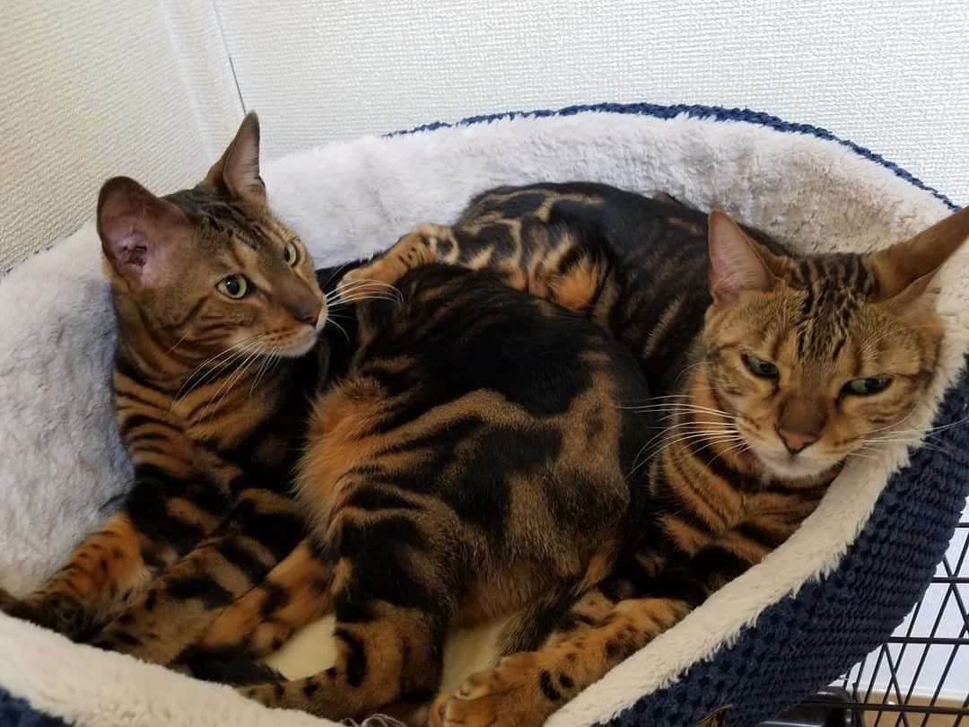 マーブル模様のベンガル