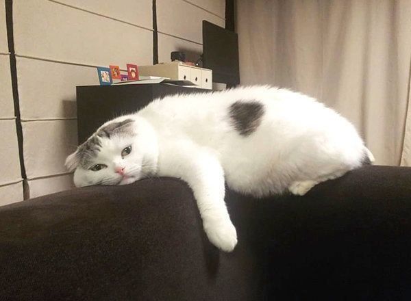 ぐでっとするスコティッシュフォールド・ライくん