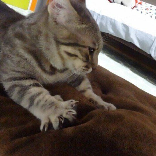 ガブリエルくん（マンチカン）