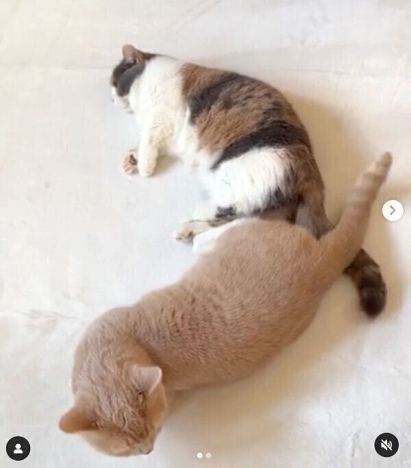 おしり同士をくっつけるネネちゃん、ララちゃん