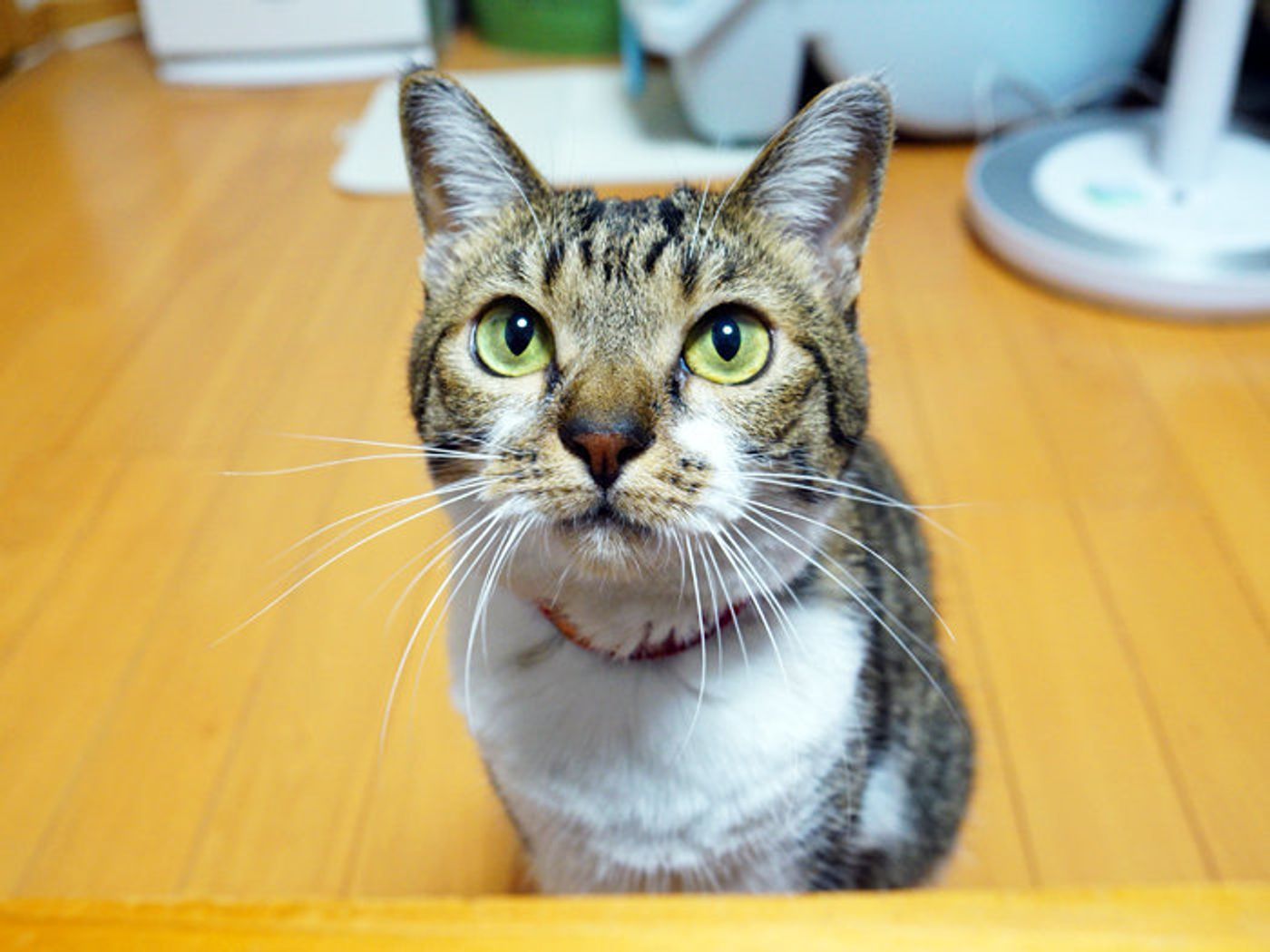 猫の 好奇心 と 臆病さ 本日もねこ晴れなりvol 187 ねこのきもちweb Magazine 猫の 好奇心 と 臆病さ 本日もねこ晴れなりvol 187 ねこのきもちweb Magazine