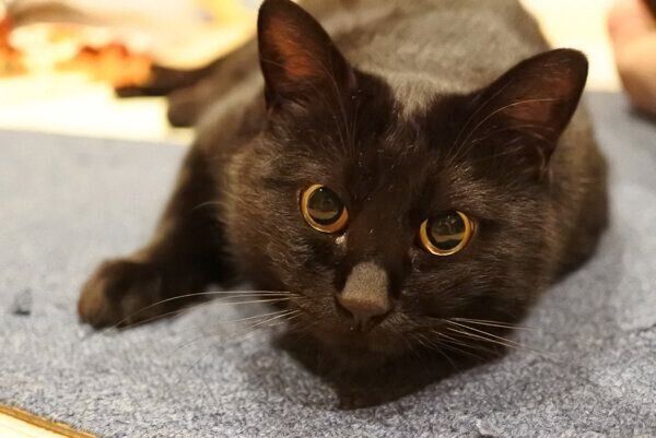 見つめる墨太くん