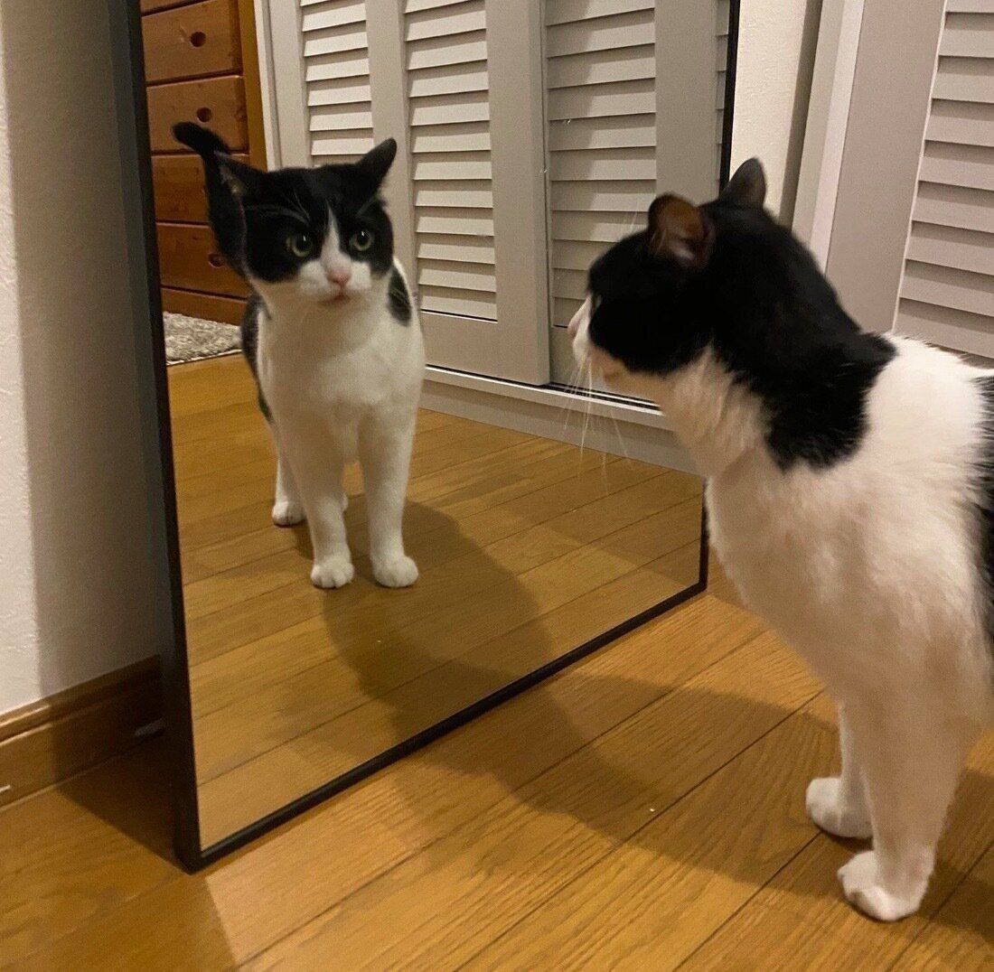 鏡に興味津々なブランくん